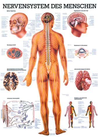 Bild von Lehrtafel Nervensystem 70x100cm